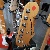 Fender Standard Mex Stratocaster Sunburst Rw